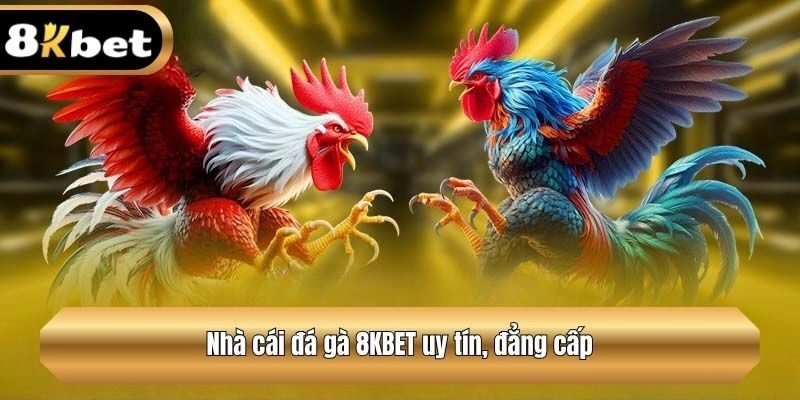 Nhà cái đá gà 8KBET uy tín, đẳng cấp